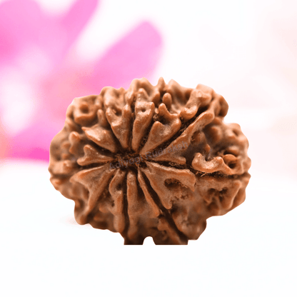 9 Mukhi Nepali Rudraksha - Regular
