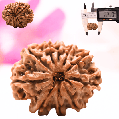 9 Mukhi Nepali Rudraksha - Regular