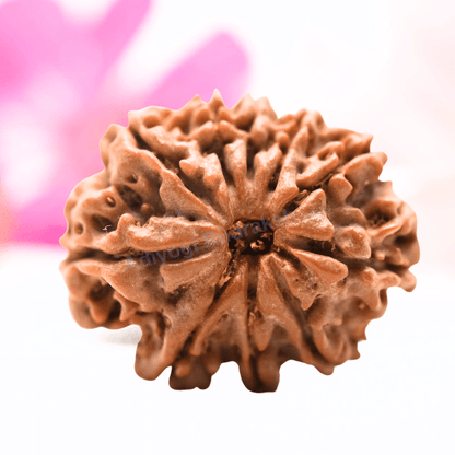 9 Mukhi Nepali Rudraksha - Regular