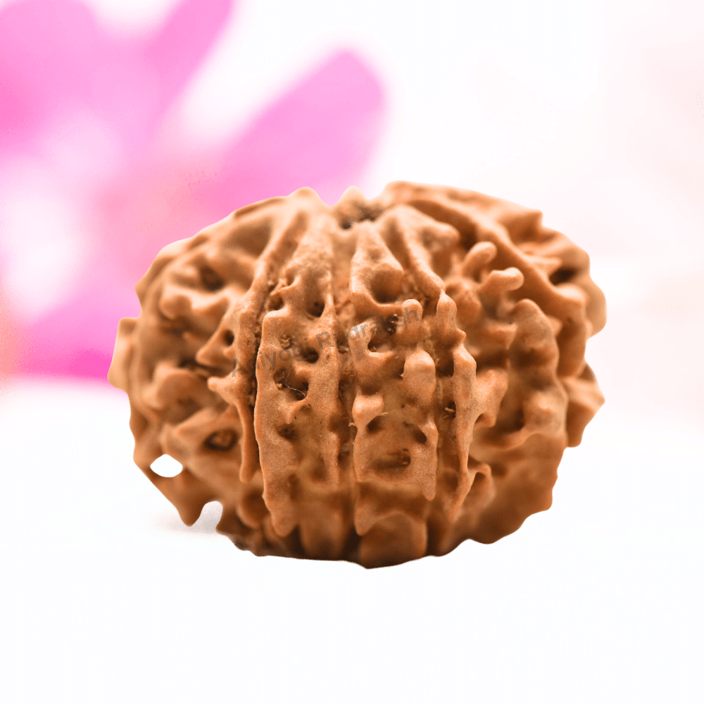 9 Mukhi Nepali Rudraksha - Regular