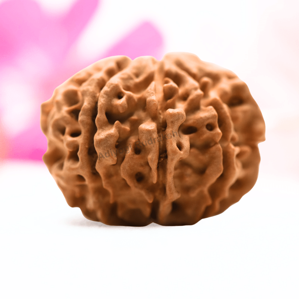9 Mukhi Nepali Rudraksha - Regular