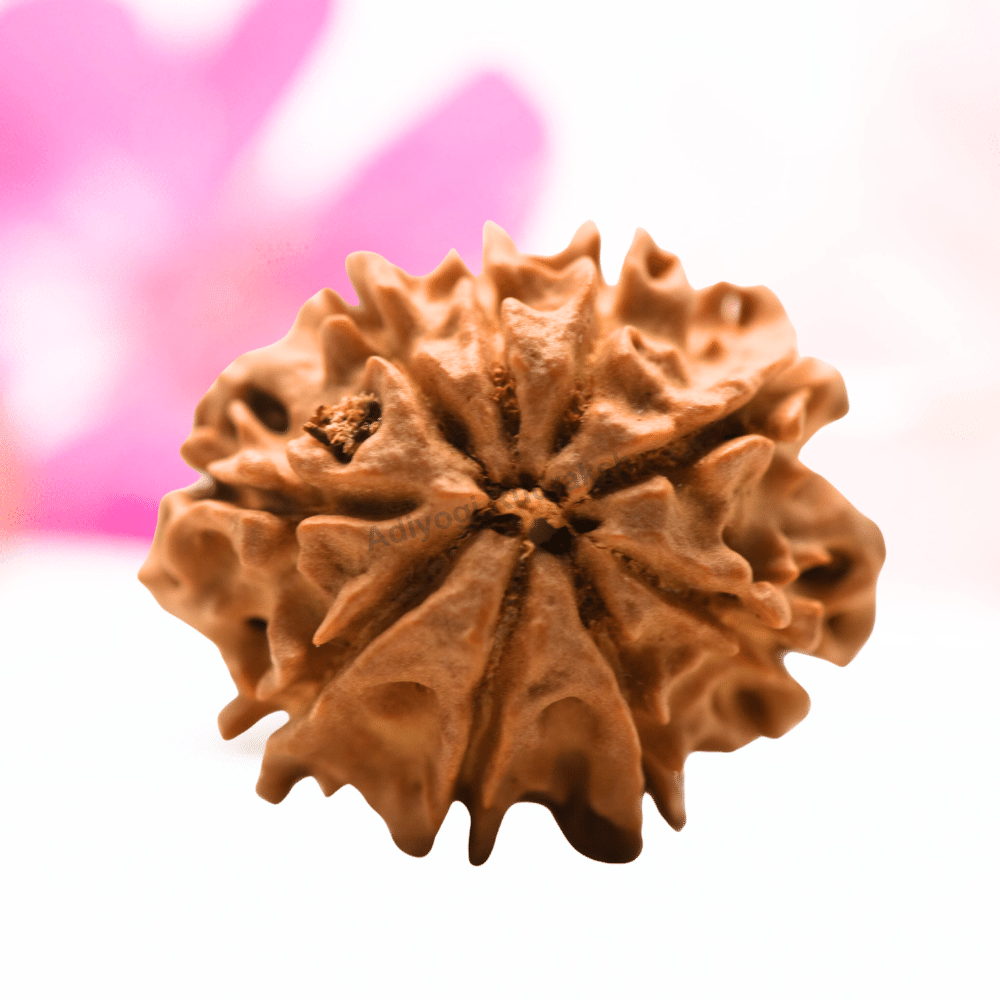 9 Mukhi Nepali Rudraksha - Regular