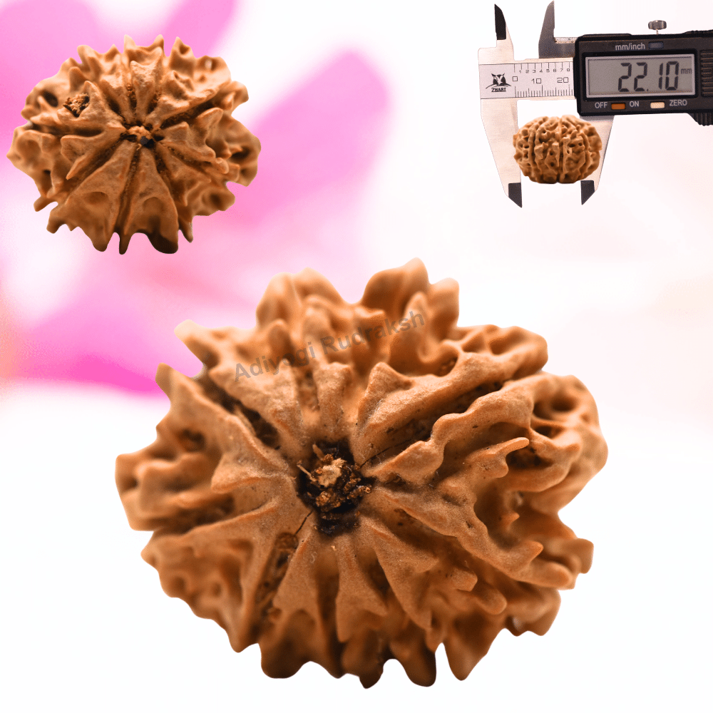 9 Mukhi Nepali Rudraksha - Regular