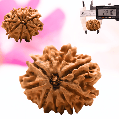 9 Mukhi Nepali Rudraksha - Regular