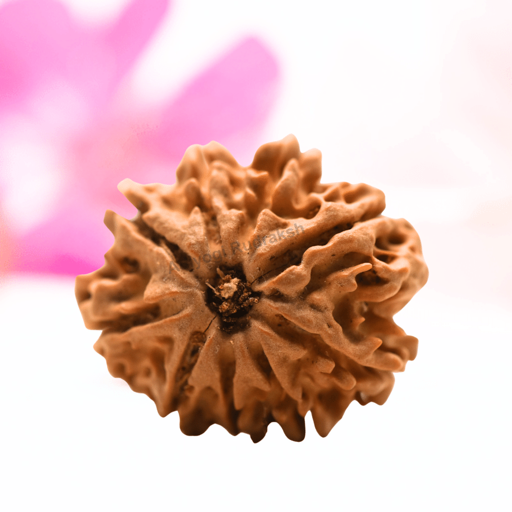 9 Mukhi Nepali Rudraksha - Regular