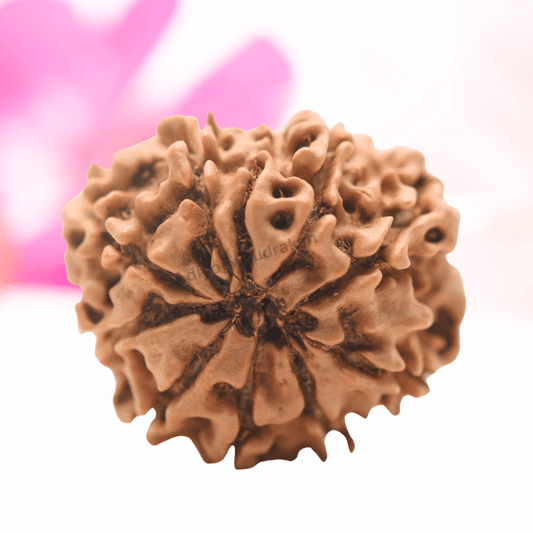 9 Mukhi Nepali Rudraksha - Regular