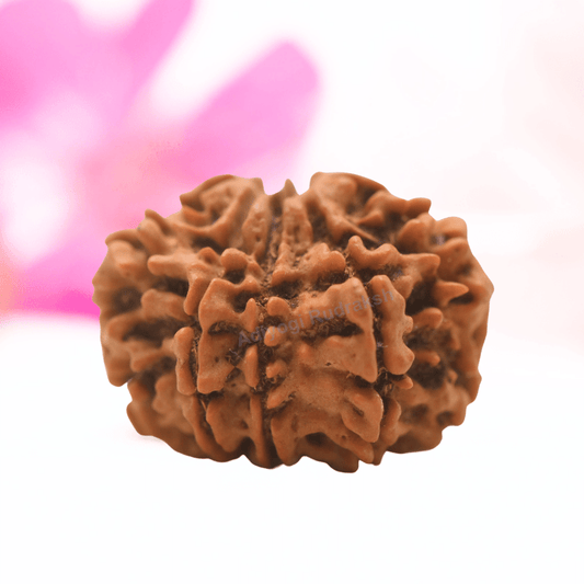 9 Mukhi Nepali Rudraksha - Regular