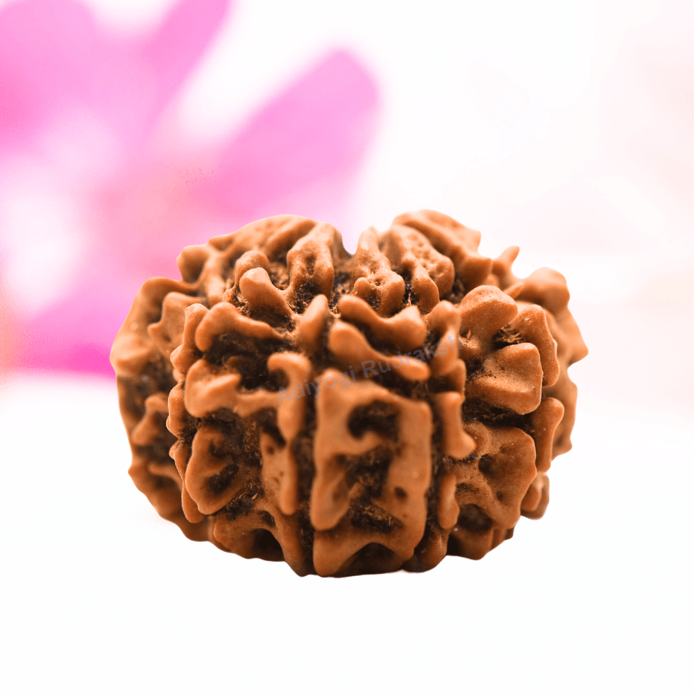 9 Mukhi Nepali Rudraksha - Regular