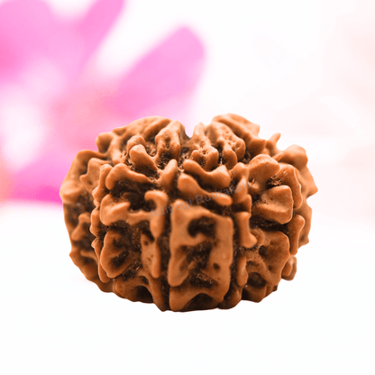 9 Mukhi Nepali Rudraksha - Regular