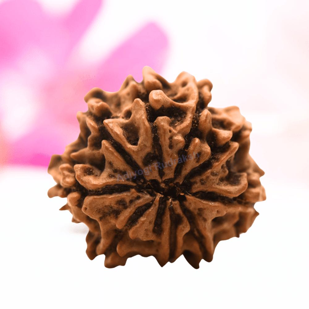9 Mukhi Nepali Rudraksha - Regular