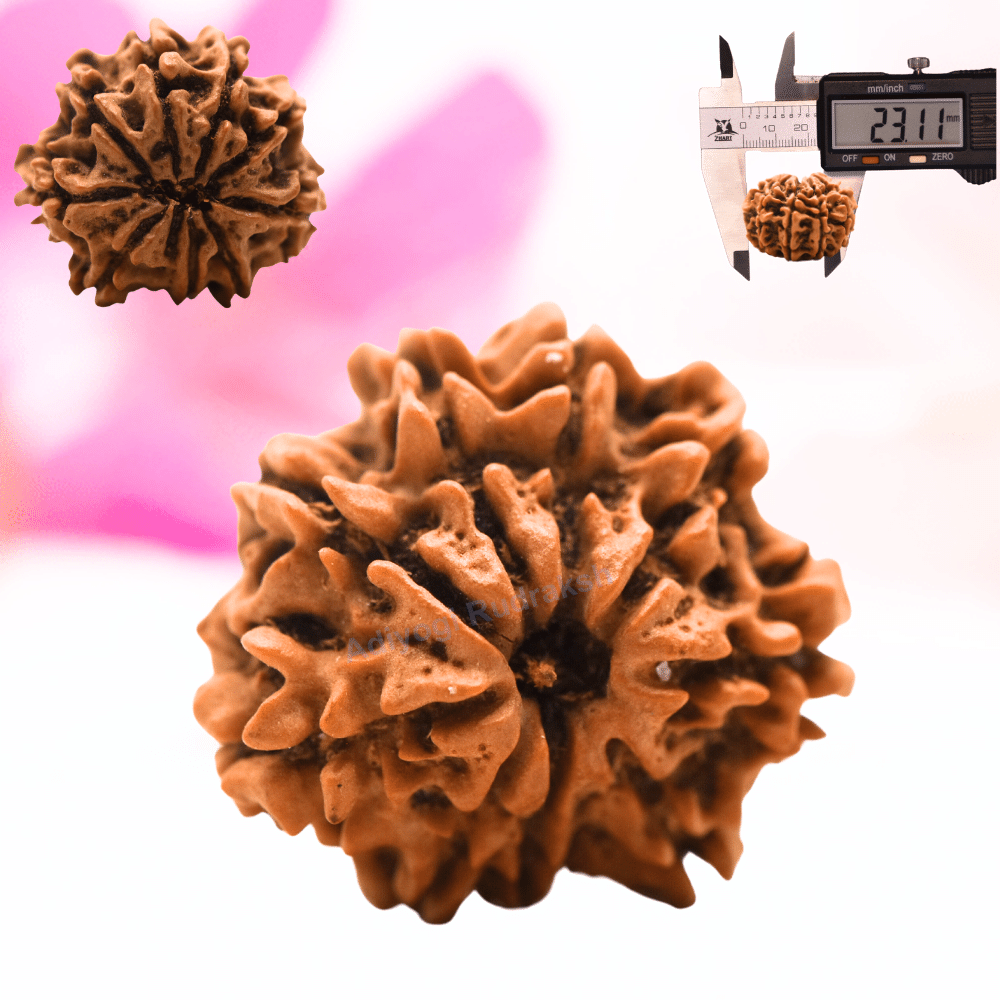 9 Mukhi Nepali Rudraksha - Regular