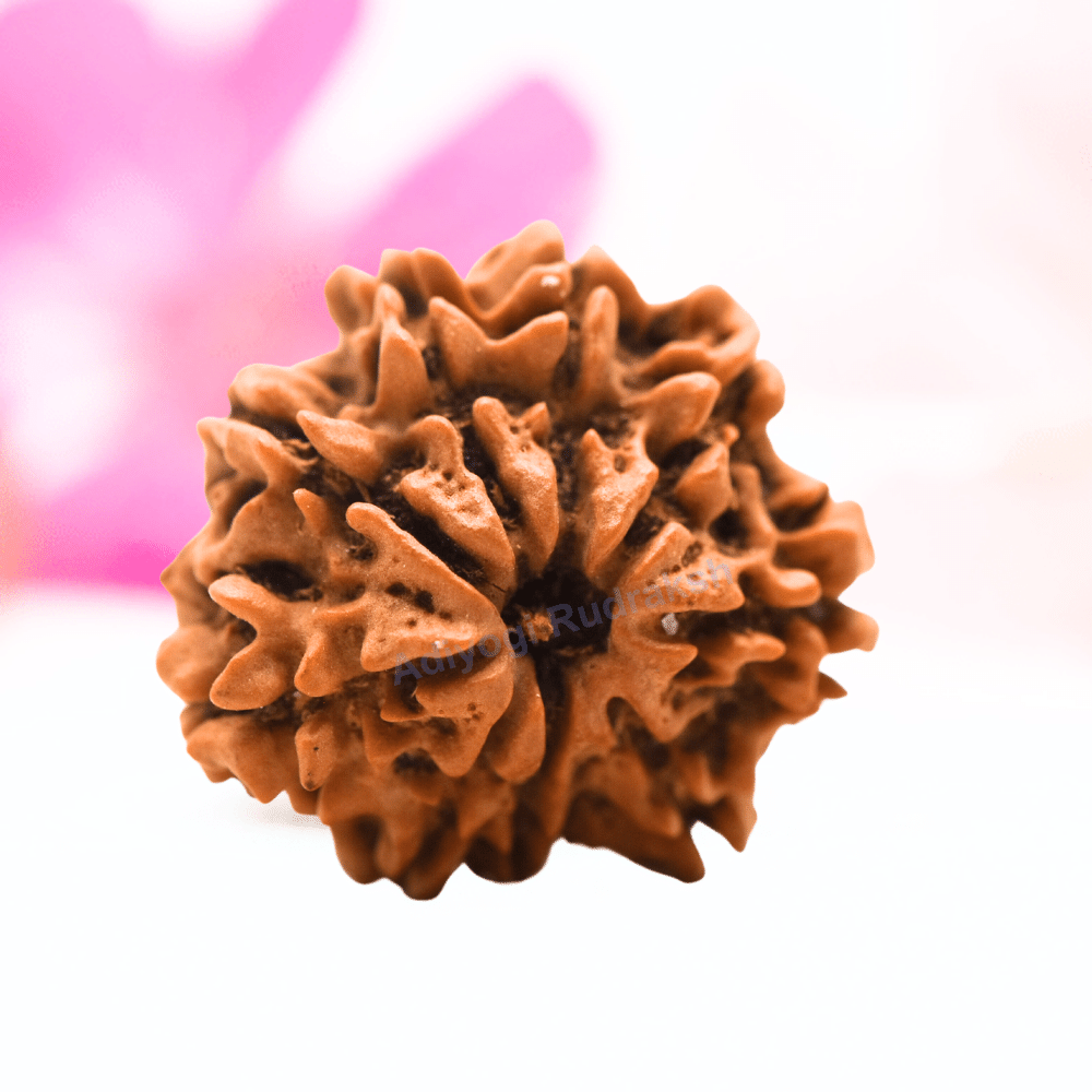 9 Mukhi Nepali Rudraksha - Regular