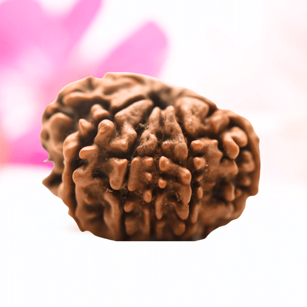 9 Mukhi Nepali Rudraksha - Regular