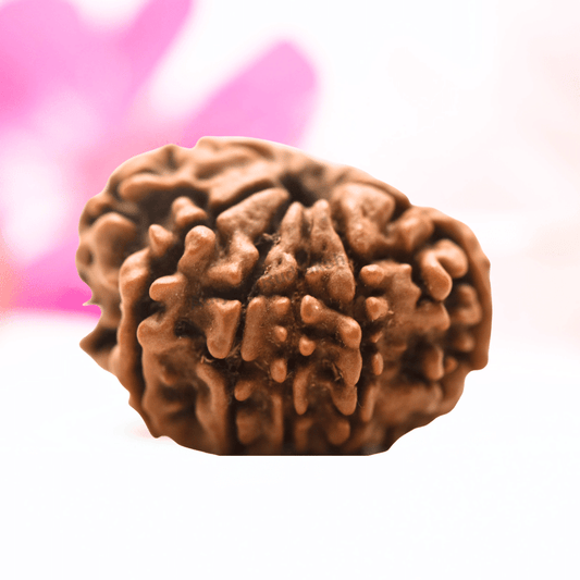 9 Mukhi Nepali Rudraksha - Regular
