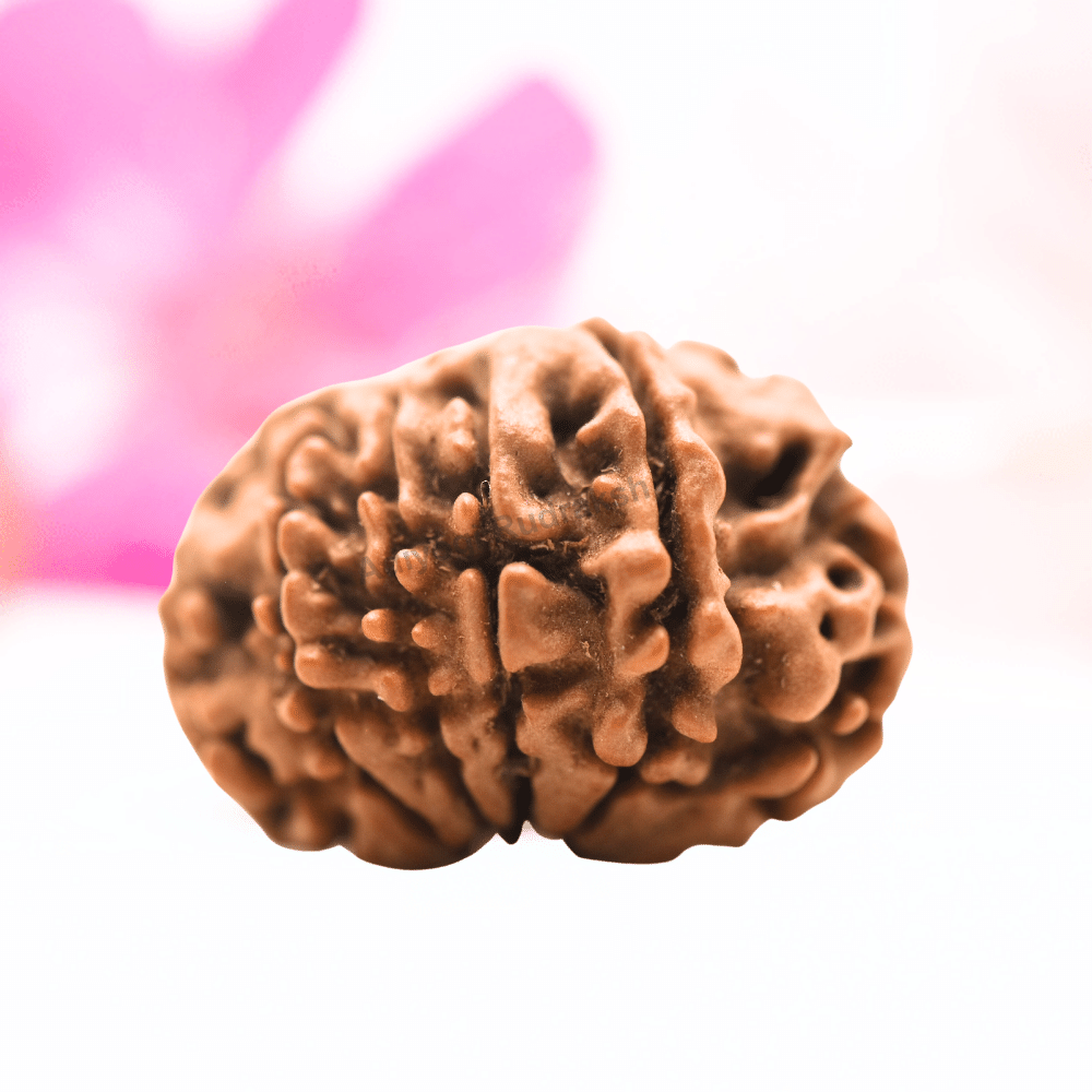 9 Mukhi Nepali Rudraksha - Regular