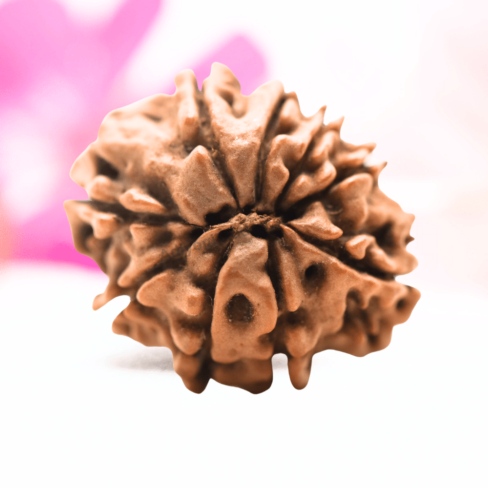 9 Mukhi Nepali Rudraksha - Regular
