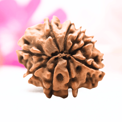 9 Mukhi Nepali Rudraksha - Regular