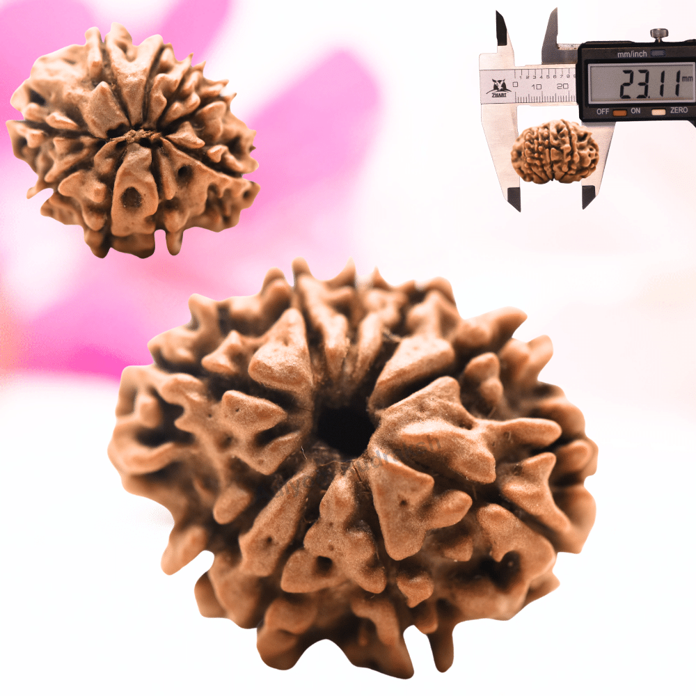 9 Mukhi Nepali Rudraksha - Regular