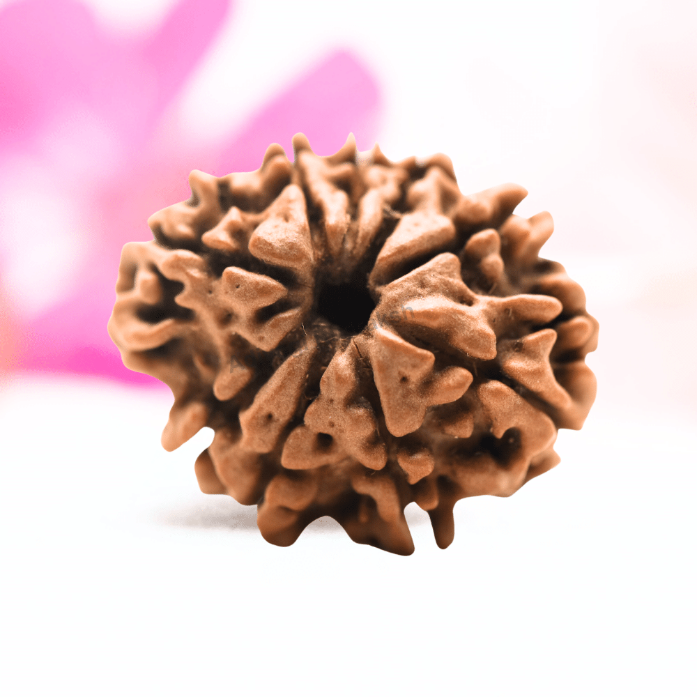 9 Mukhi Nepali Rudraksha - Regular