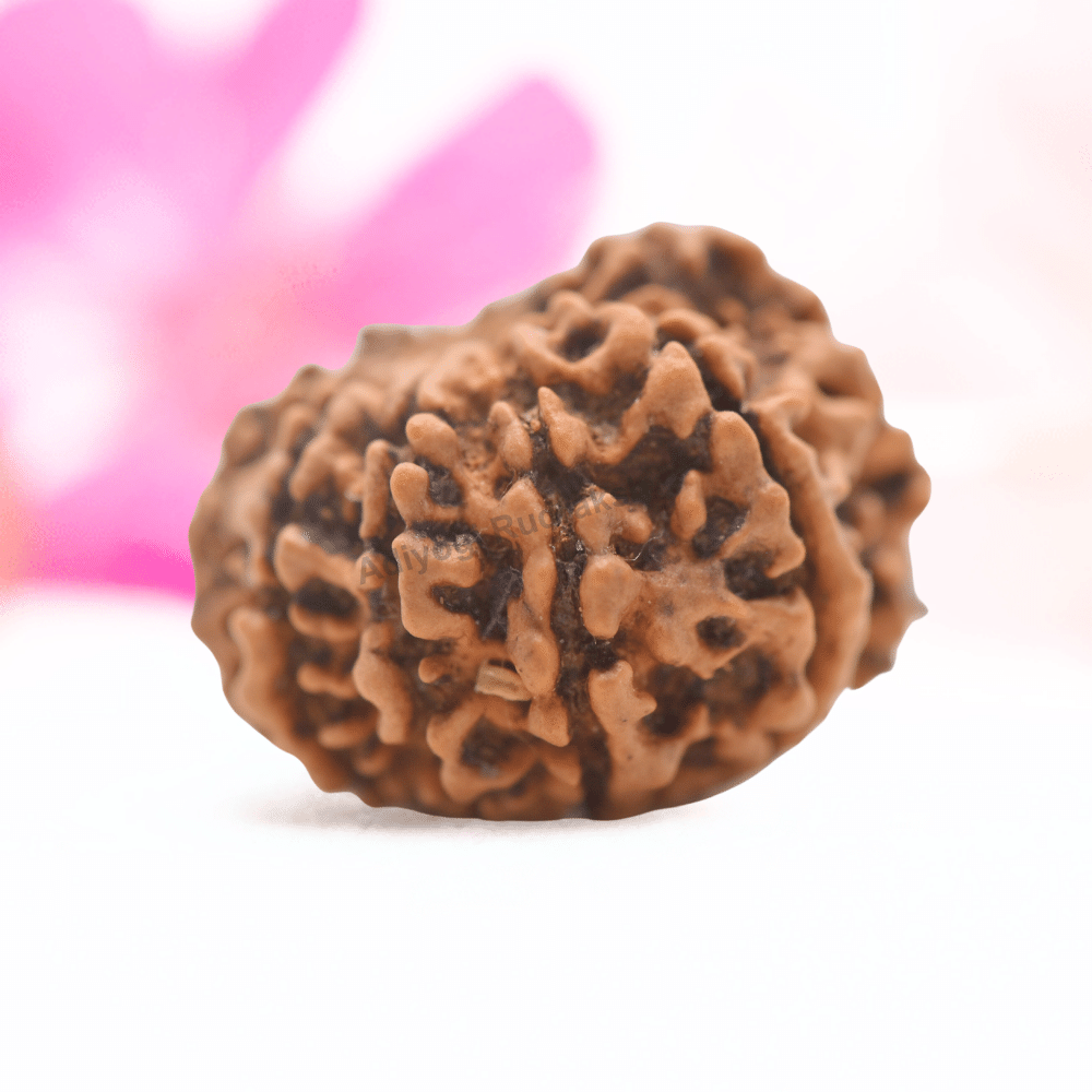 9 Mukhi Nepali Rudraksha - Regular