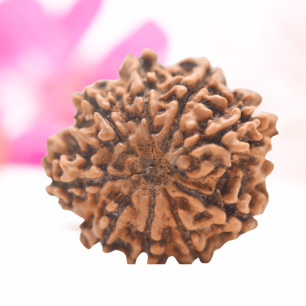 9 Mukhi Nepali Rudraksha - Regular