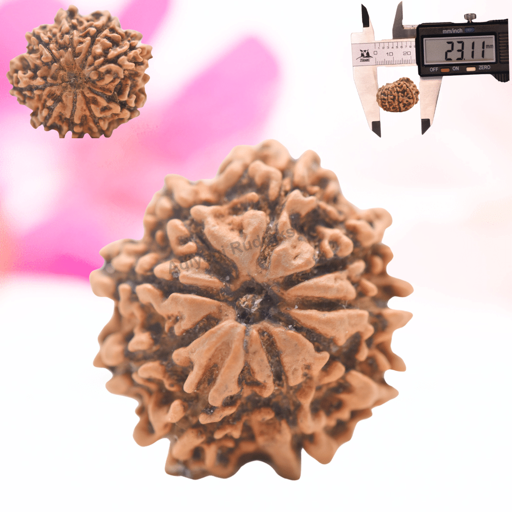 9 Mukhi Nepali Rudraksha - Regular
