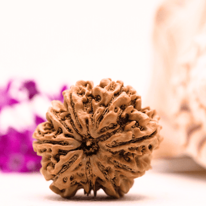 9 Mukhi Nepali Rudraksha - Super Collector