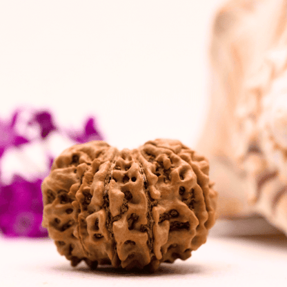 9 Mukhi Nepali Rudraksha - Super Collector