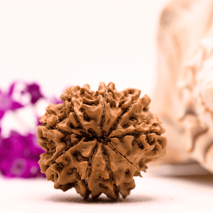 9 Mukhi Nepali Rudraksha - Super Collector