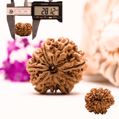 9 Mukhi Nepali Rudraksha - Super Collector