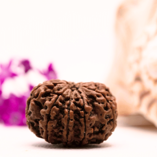 9 Mukhi Nepali Rudraksha - Super Collector