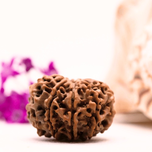 9 Mukhi Nepali Rudraksha - Super Collector