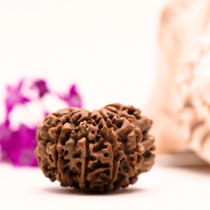 9 Mukhi Nepali Rudraksha - Super Collector