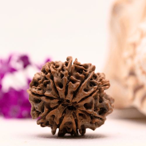 9 Mukhi Nepali Rudraksha - Super Collector