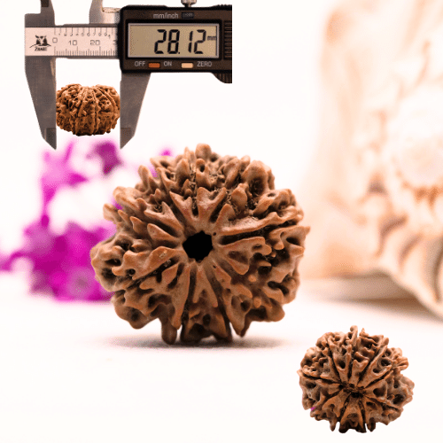 9 Mukhi Nepali Rudraksha - Super Collector