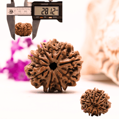 9 Mukhi Nepali Rudraksha - Super Collector