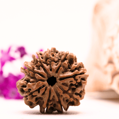 9 Mukhi Nepali Rudraksha - Super Collector