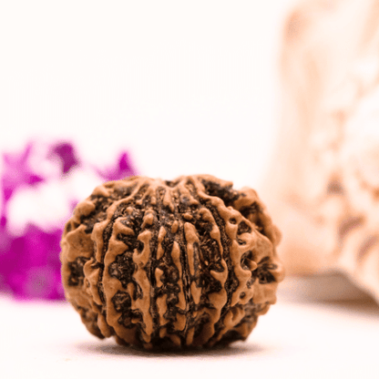 9 Mukhi Nepali Rudraksha - Super Collector