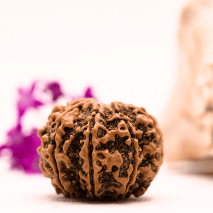 9 Mukhi Nepali Rudraksha - Super Collector