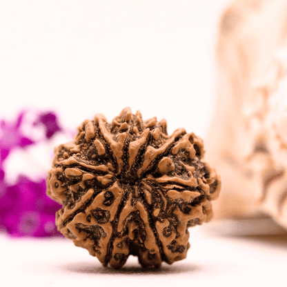 9 Mukhi Nepali Rudraksha - Super Collector