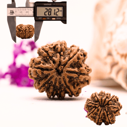 9 Mukhi Nepali Rudraksha - Super Collector