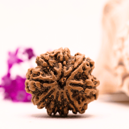 9 Mukhi Nepali Rudraksha - Super Collector