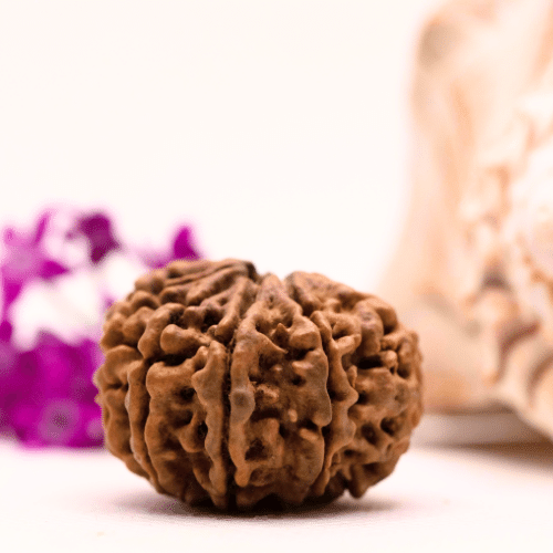 9 Mukhi Nepali Rudraksha - Super Collector