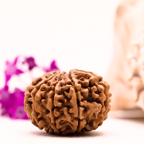 9 Mukhi Nepali Rudraksha - Super Collector