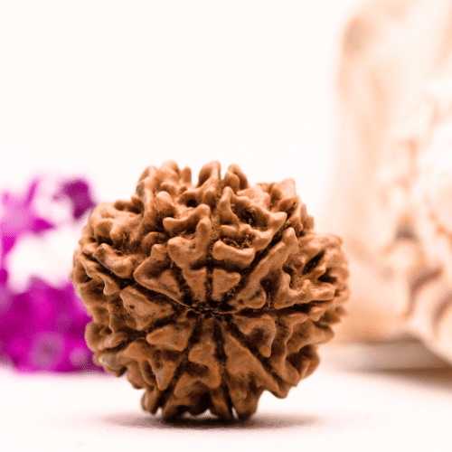 9 Mukhi Nepali Rudraksha - Super Collector