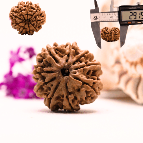 9 Mukhi Nepali Rudraksha - Super Collector