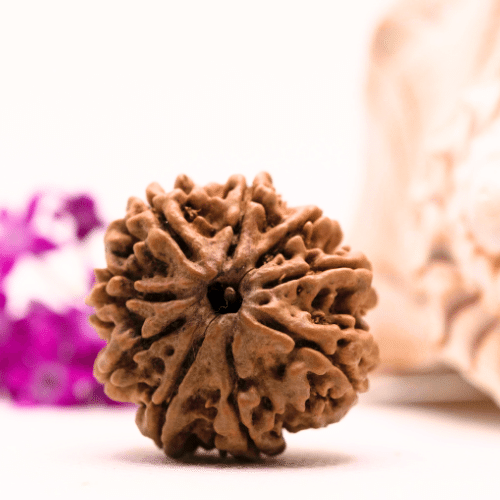 9 Mukhi Nepali Rudraksha - Super Collector